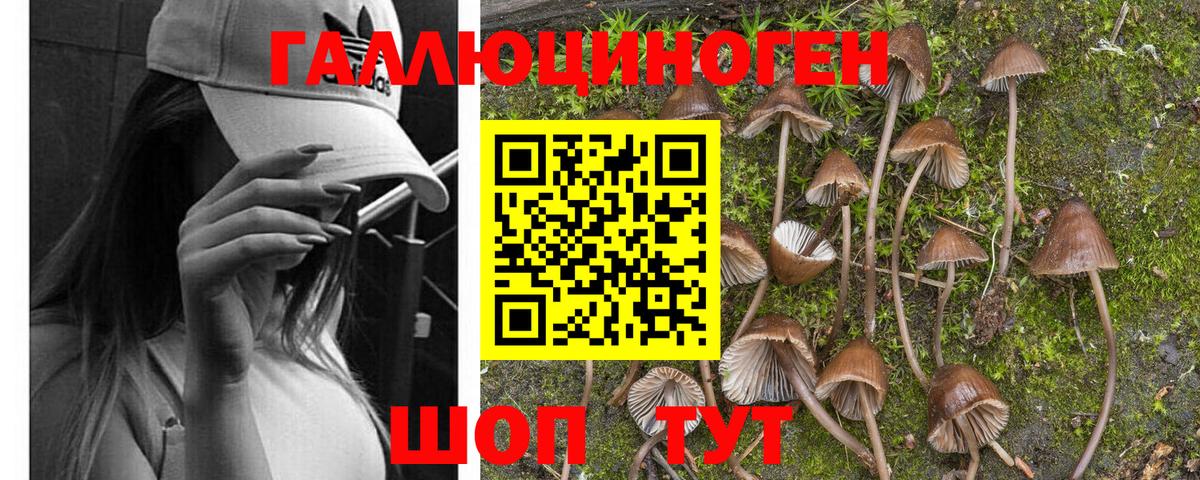 Галлюциногенные грибы Cubensis Балаково